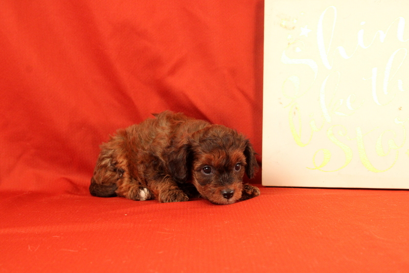 puppy, for, sale, Cavapoo, Matthew B. Stoltzfus, dog, breeder, Gap, PA, dog-breeder, puppy-for-sale, forsale, nearby, find, puppyfind, locator, puppylocator, aca